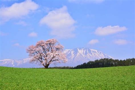 【2024年最新版】秋田の出会いの場おすすめ13選｜ 